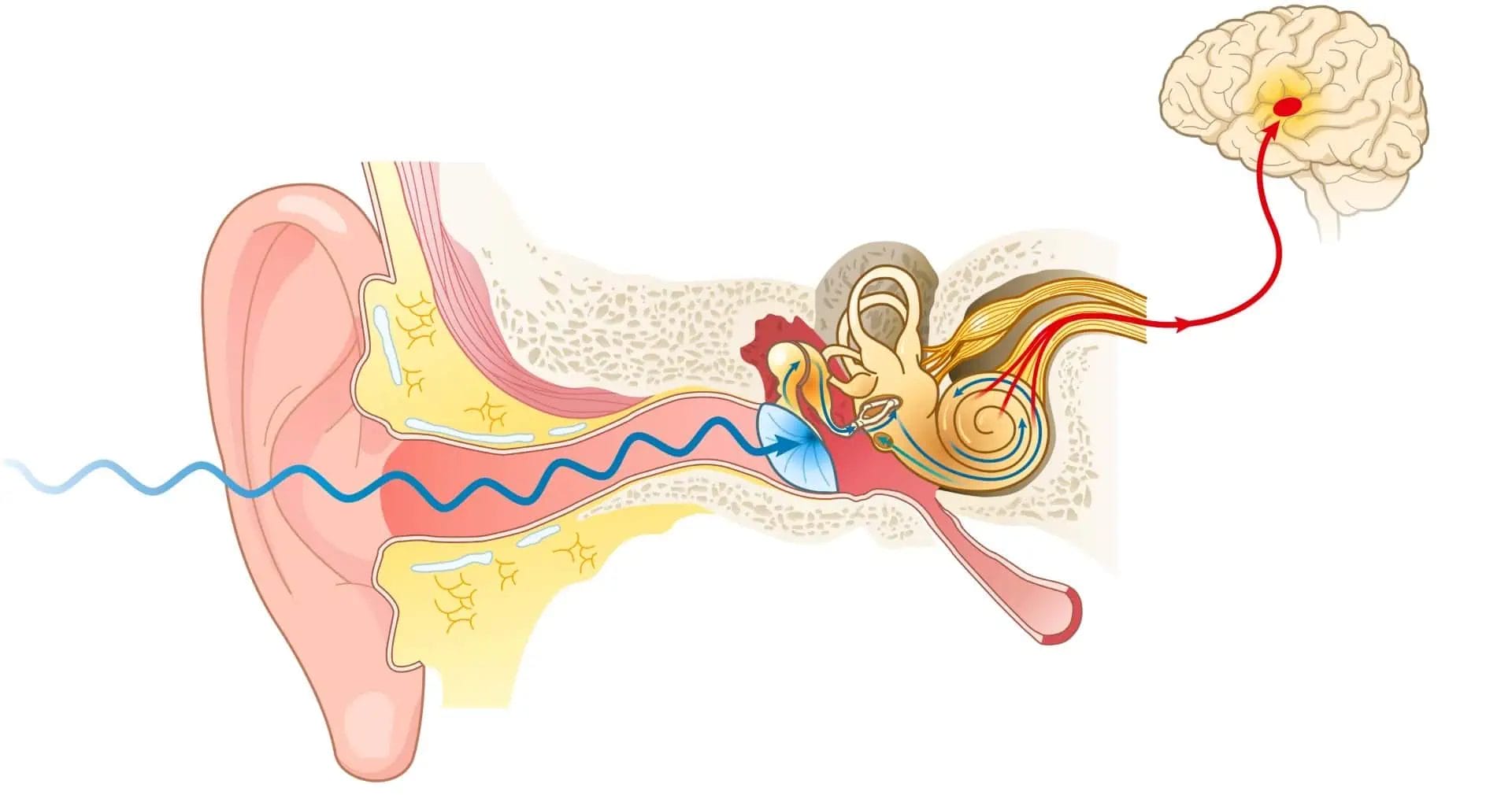 An illustration of auditory system sending signal to brain, where the signal processing is affected causing central auditory processing disorders.